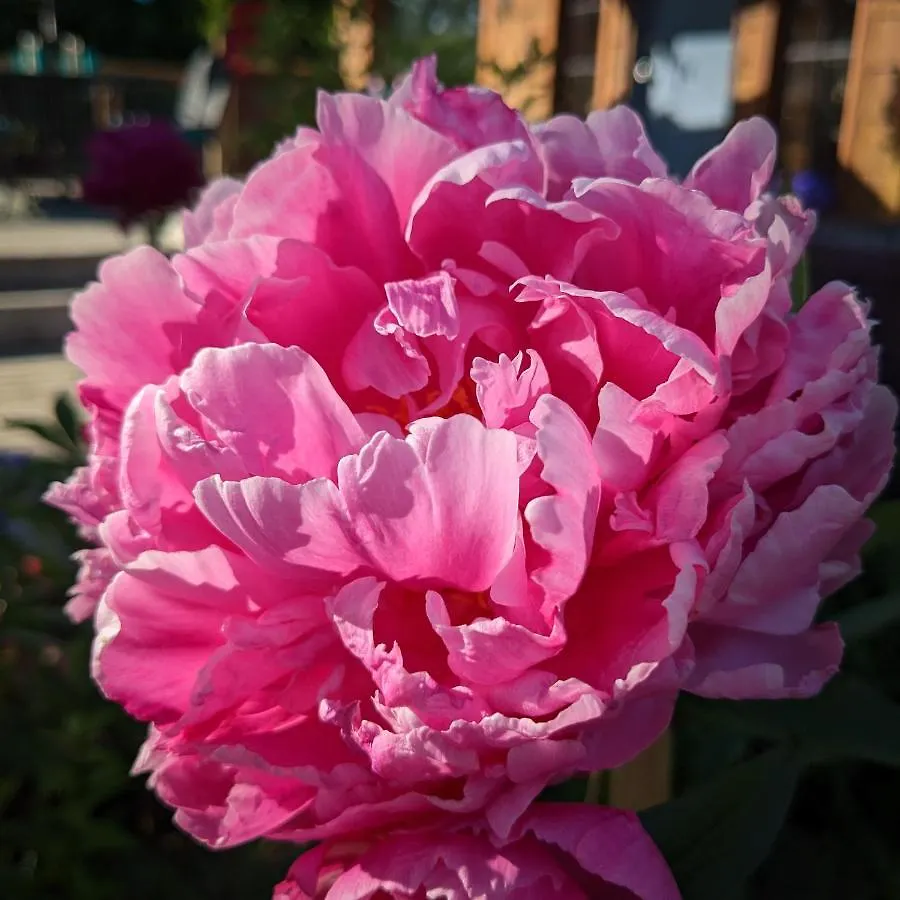 Nettledown Farms Bed & Breakfast Fulford Harbour 0*,  Canada